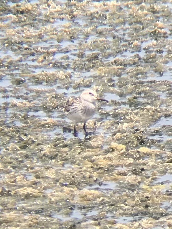 White-rumped Sandpiper - ML348366631