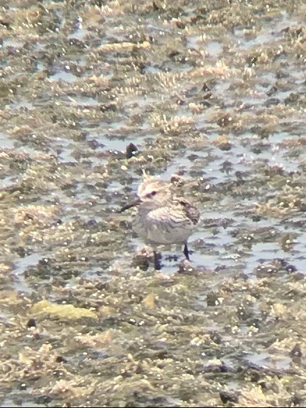 White-rumped Sandpiper - ML348366651