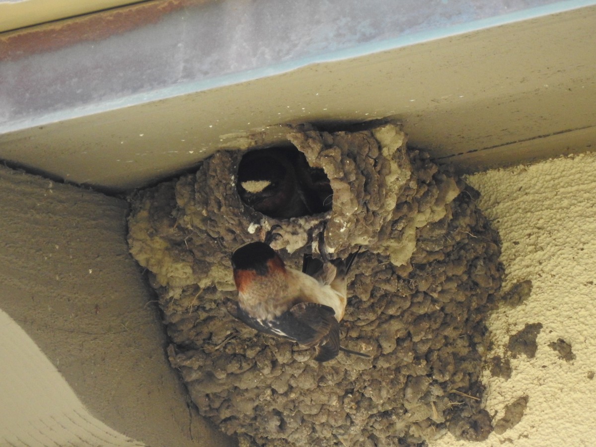 Cliff Swallow - ML348366681