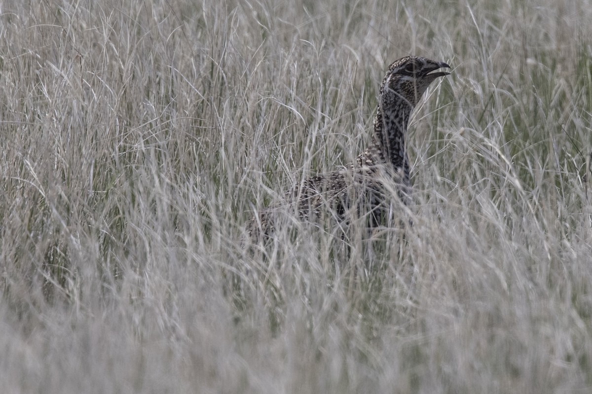 Sharp-tailed Grouse - Robert Lockett