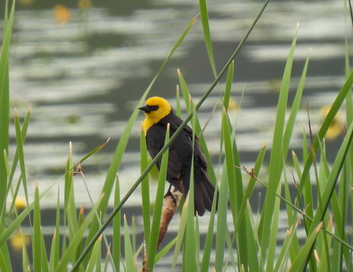 Yellow-headed Blackbird - Ann Green