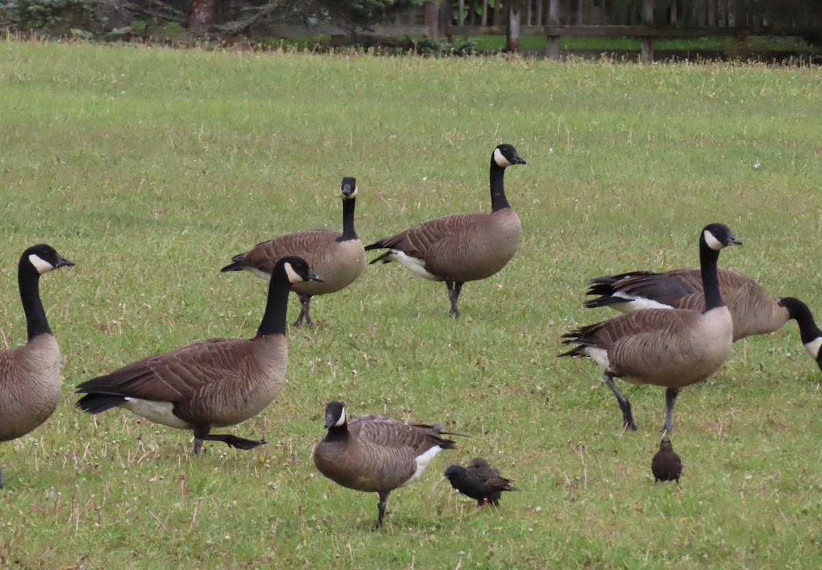 Branta sp. - Nick Komar