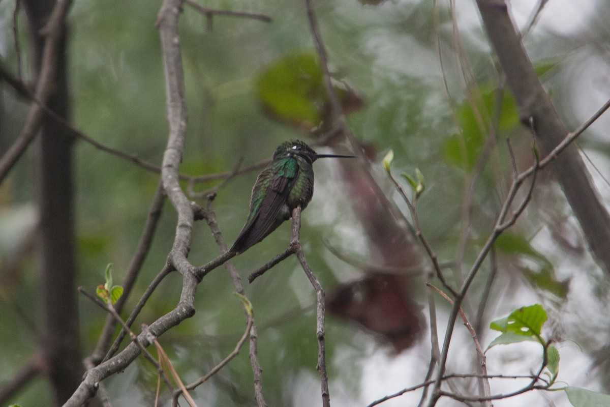 Rivoli's Hummingbird - ML348368061