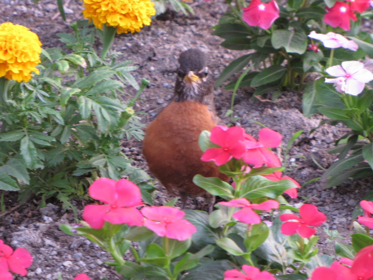 American Robin - ML348368121