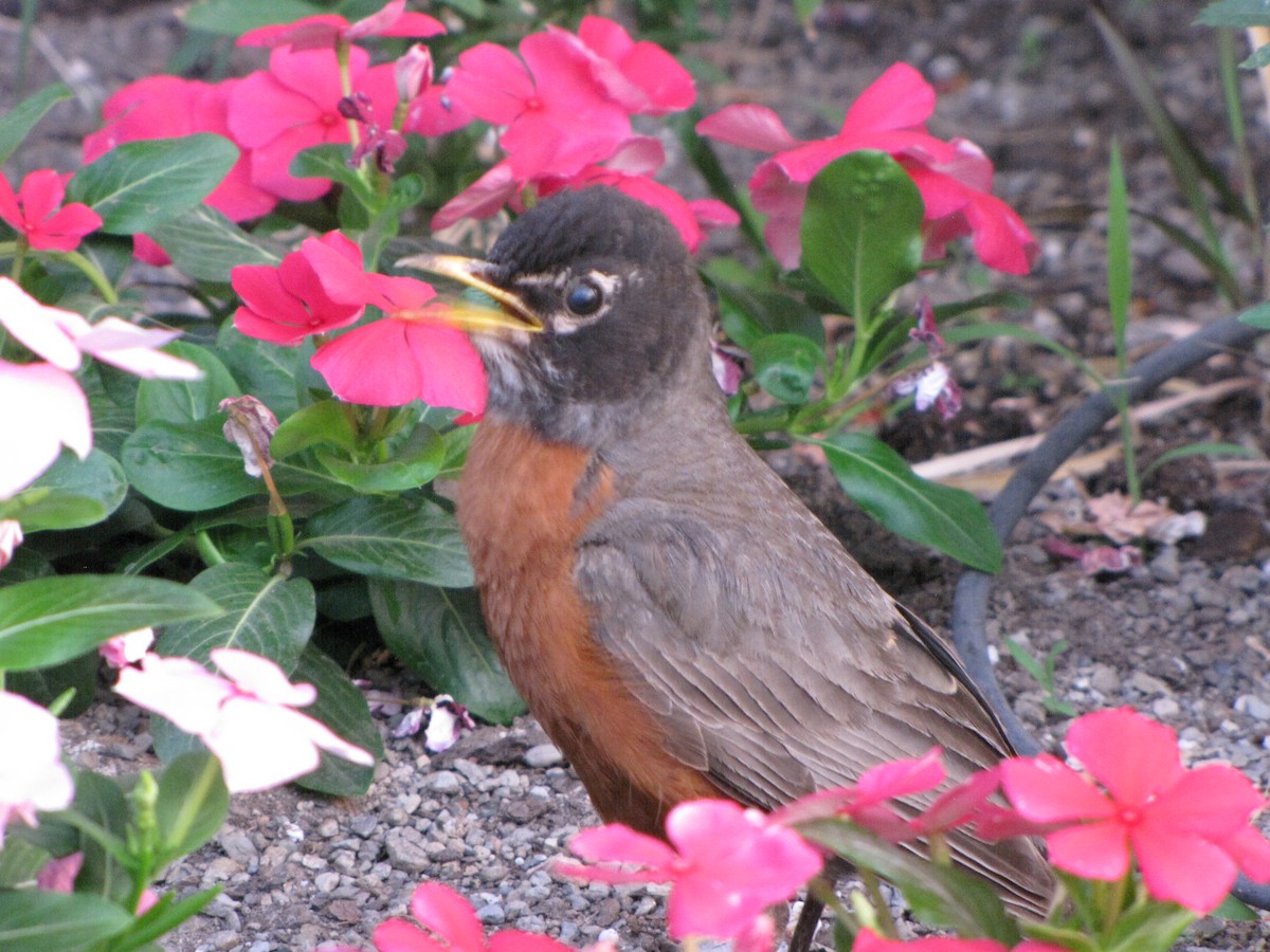 American Robin - ML348368131