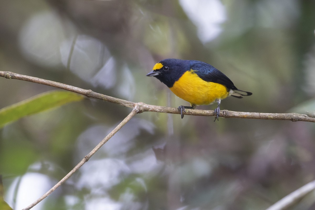 White-vented Euphonia - Michael Todd