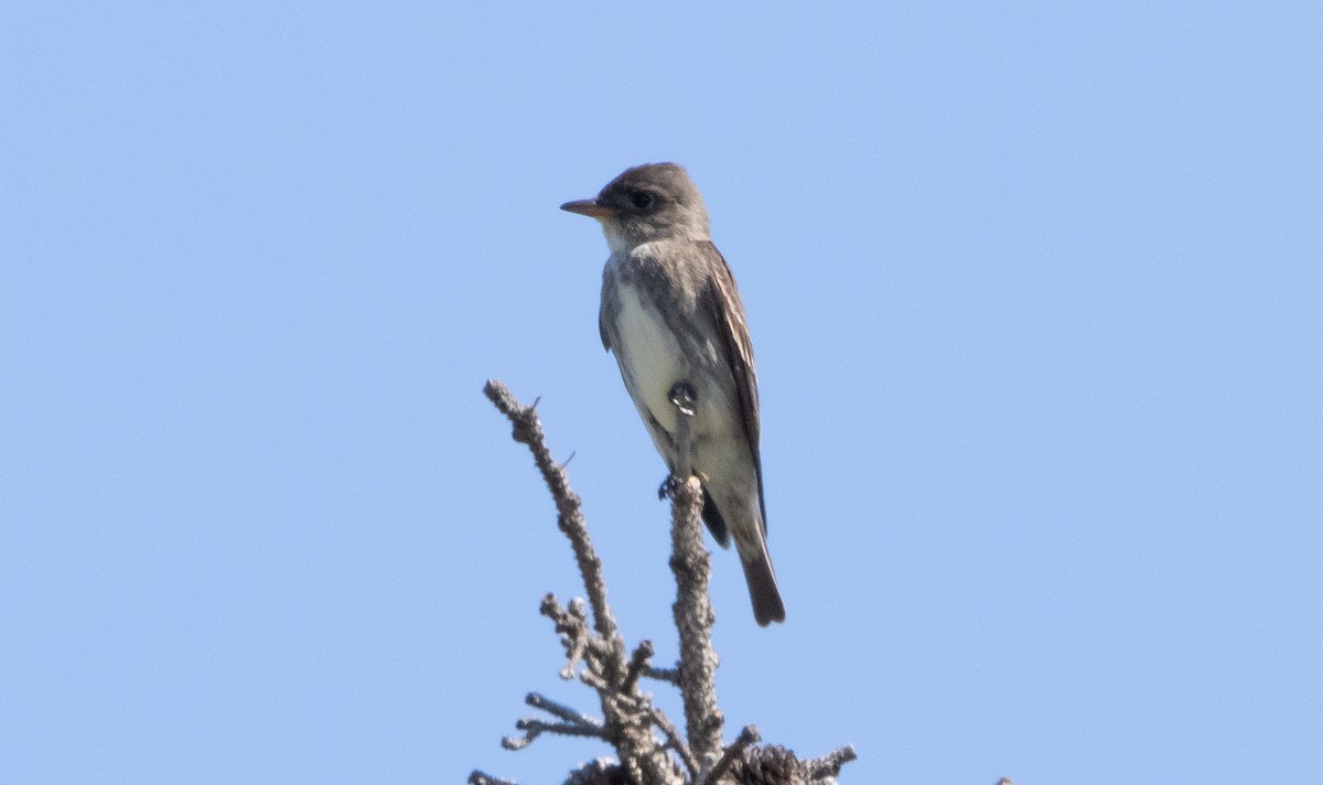 Olive-sided Flycatcher - ML348371521