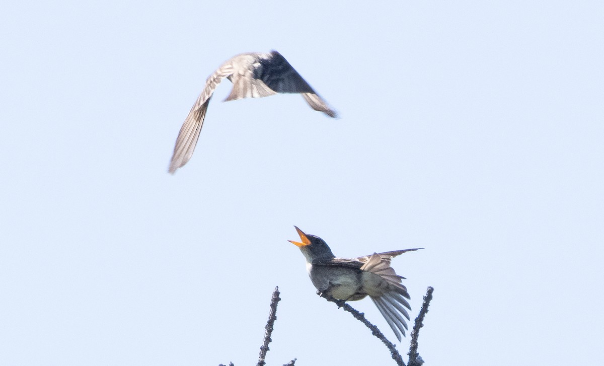 Olive-sided Flycatcher - Liam Huber