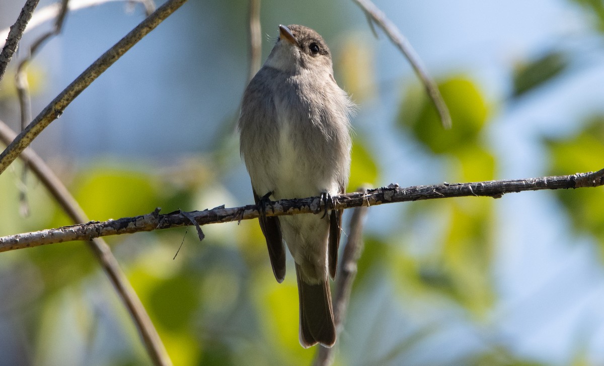 Western Wood-Pewee - ML348371541