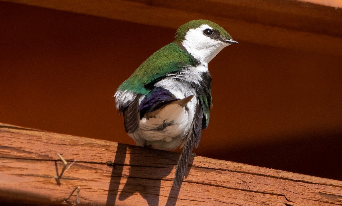 Violet-green Swallow - ML348371571