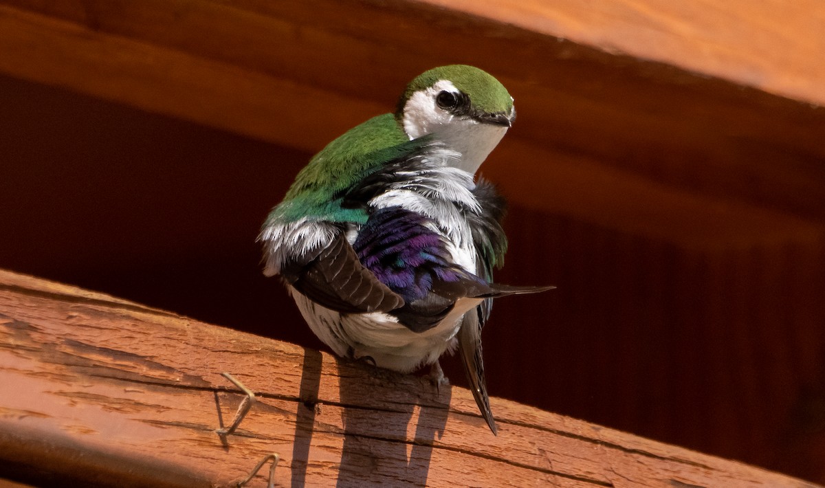 Violet-green Swallow - ML348371581