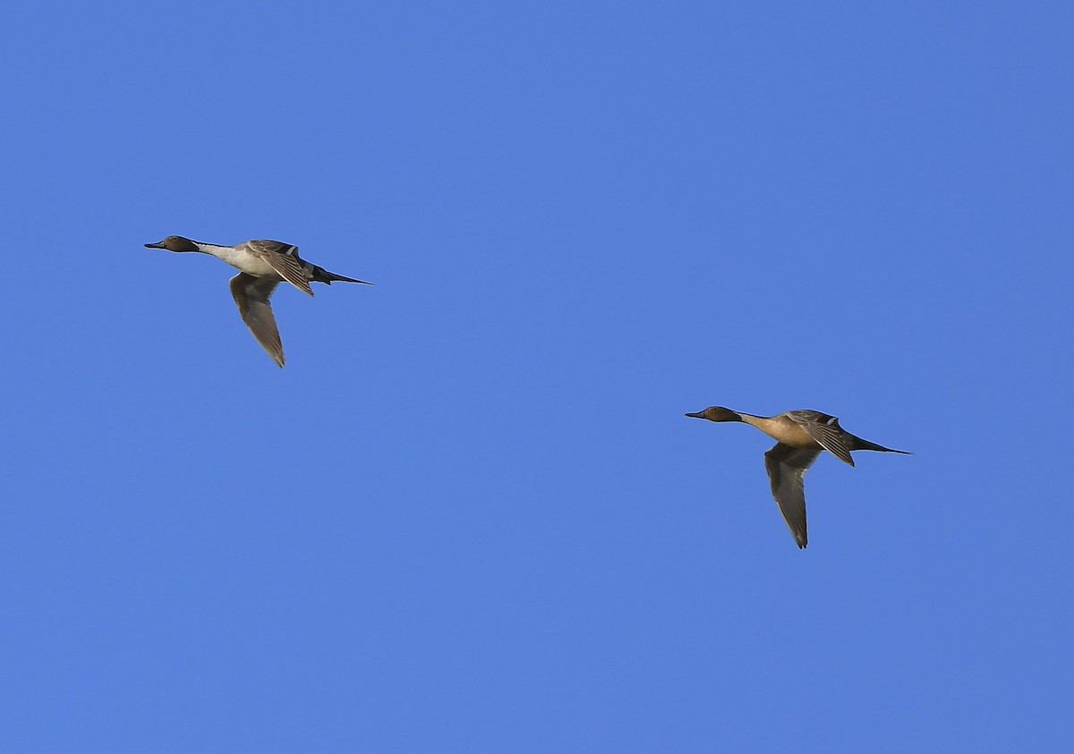 Northern Pintail - ML348371621