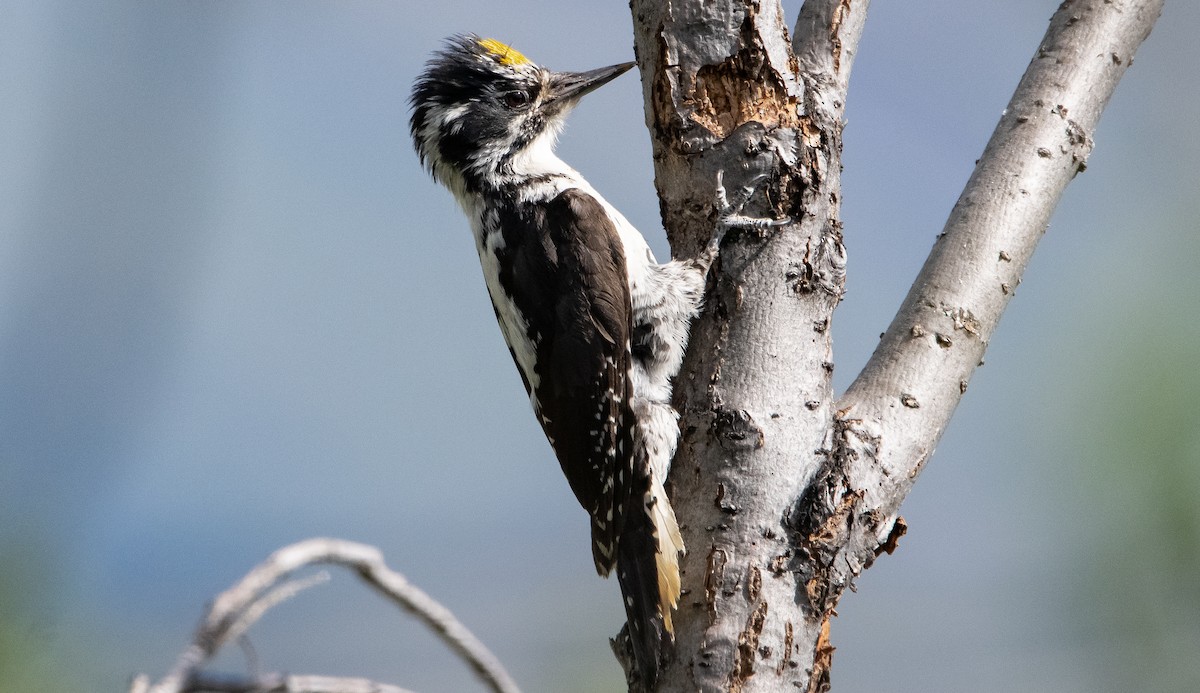 American Three-toed Woodpecker - Liam Huber