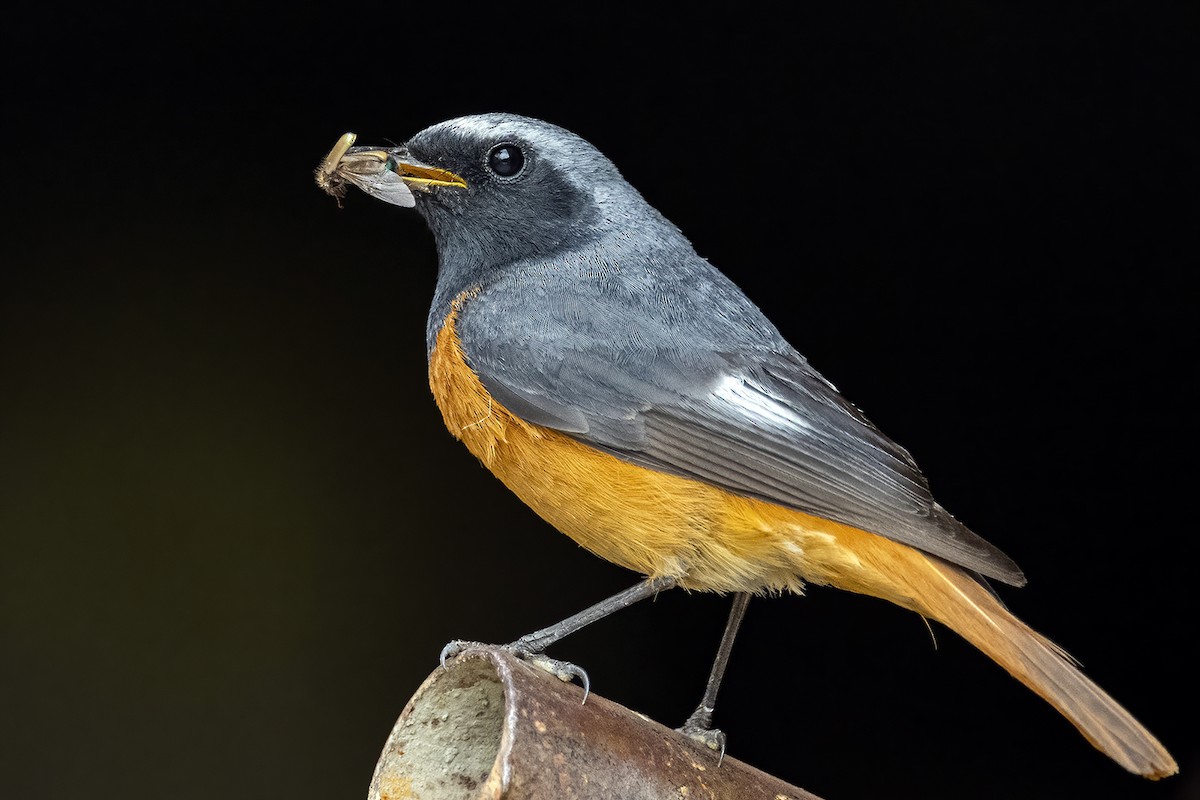 Hodgson's Redstart - Su Li