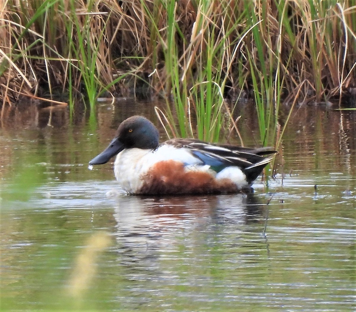 Northern Shoveler - ML348374151