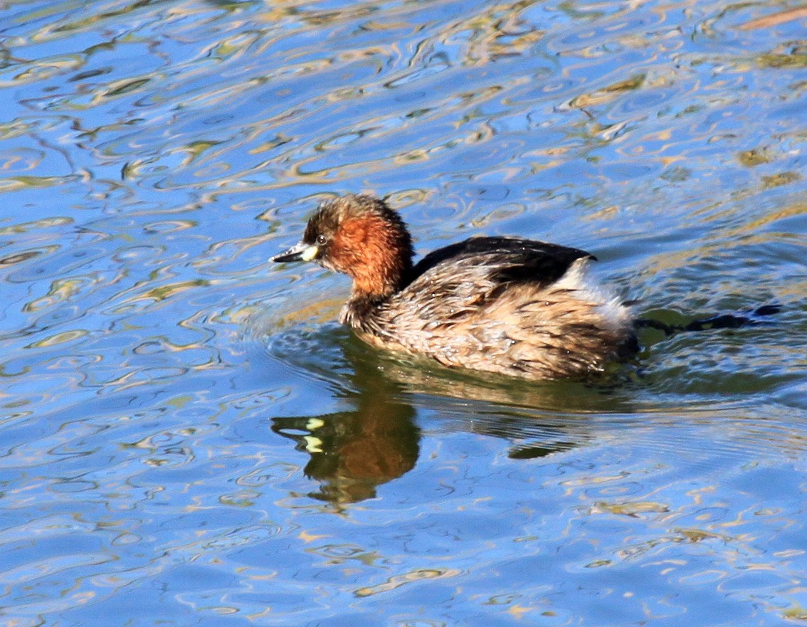 Little Grebe - ML34837451