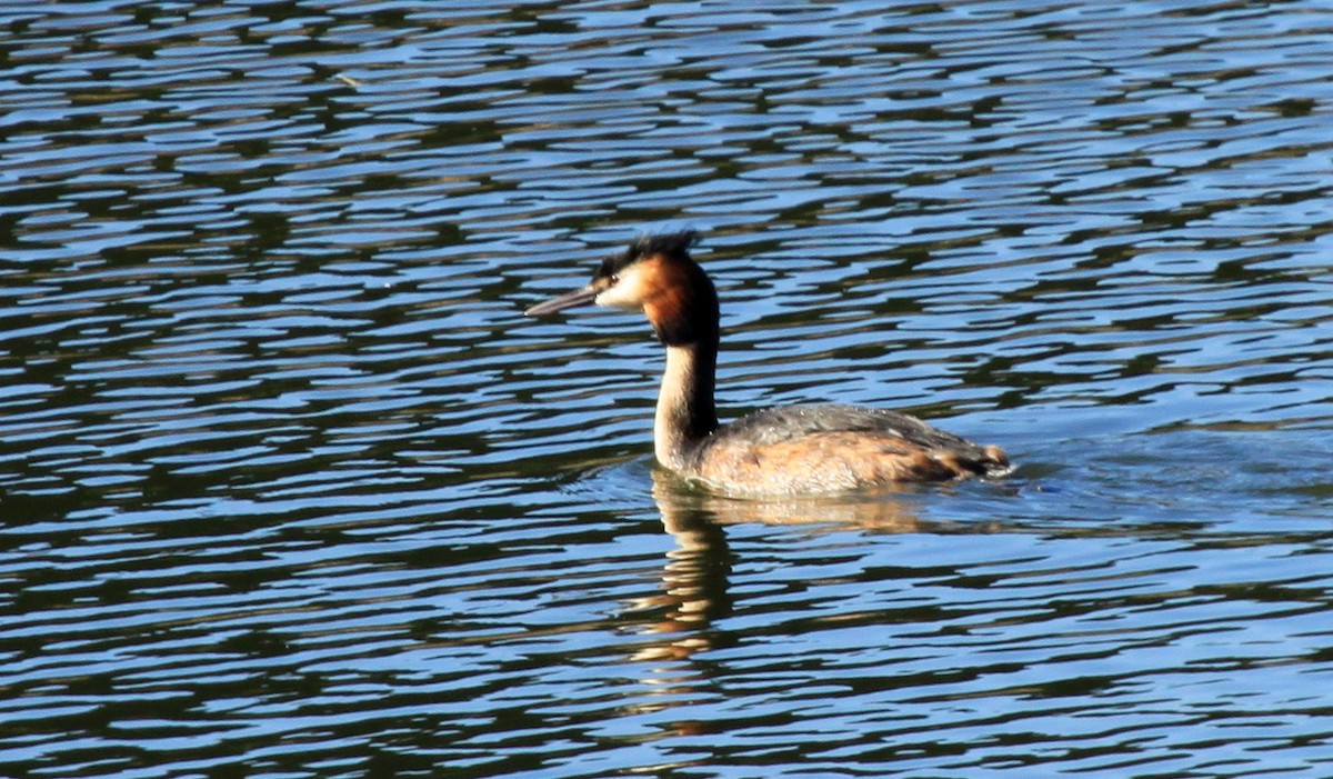 Great Crested Grebe - Matthew Grube