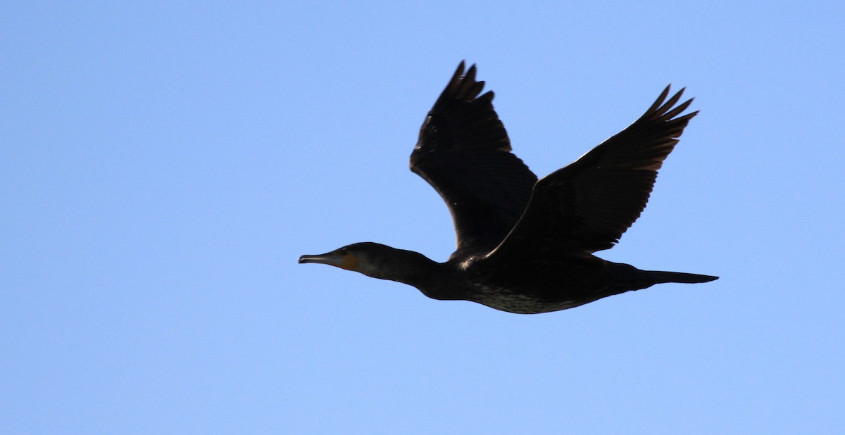 Great Cormorant - ML34837491