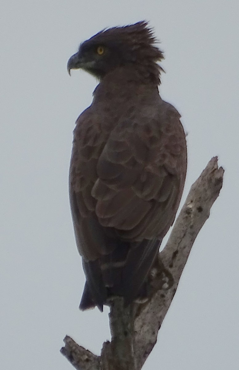 Águila Crestilarga - ML348376001