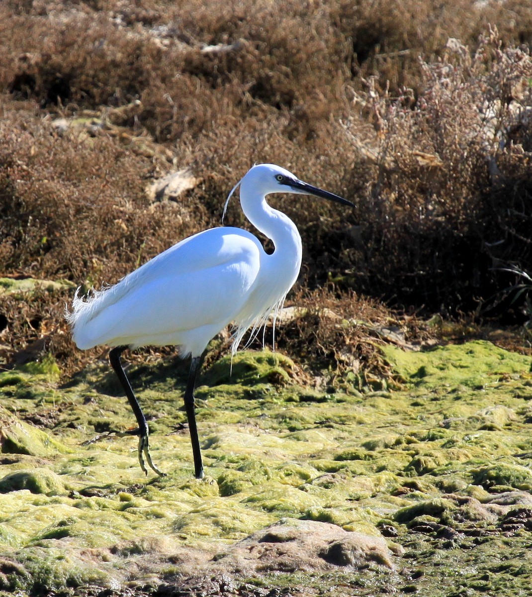 Little Egret - Matthew Grube