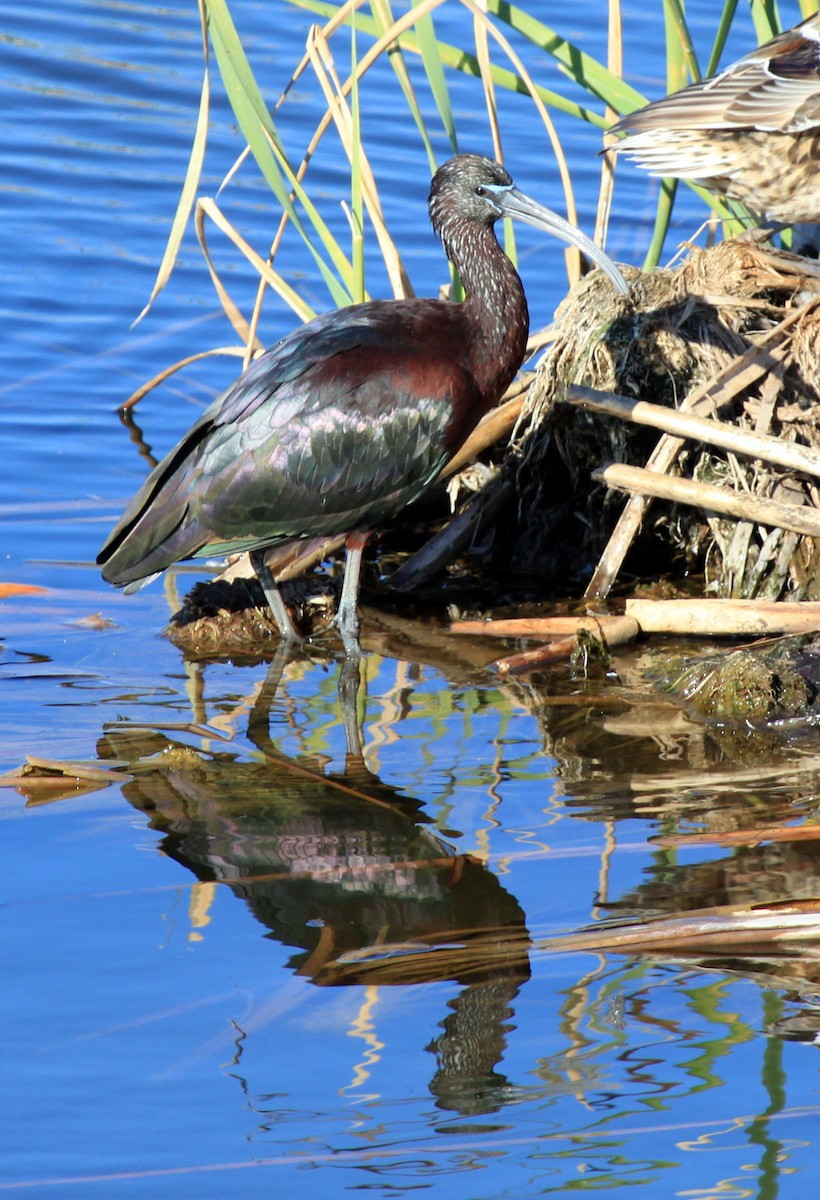 Glossy Ibis - ML34837641