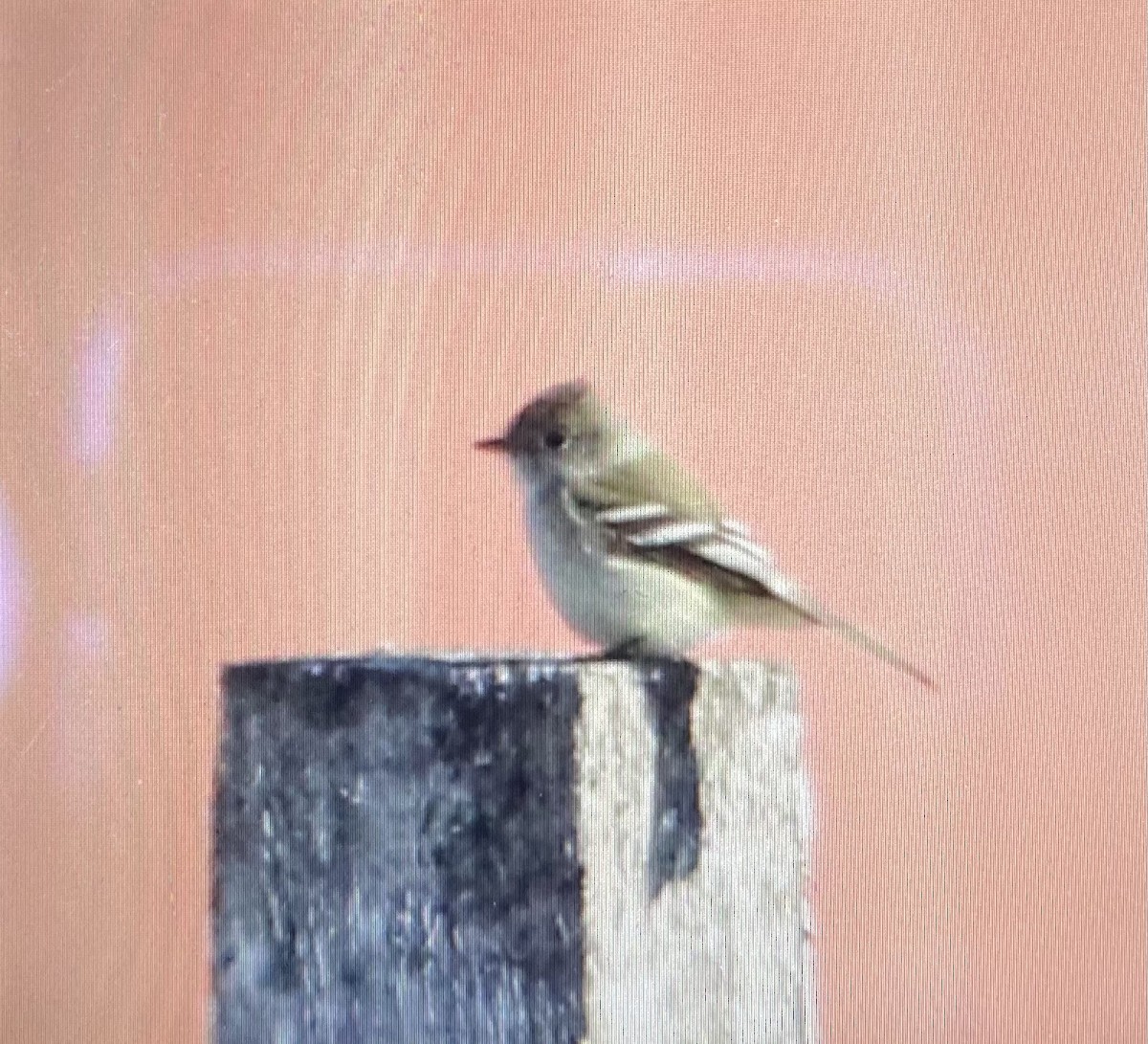 Least Flycatcher - ML348376421