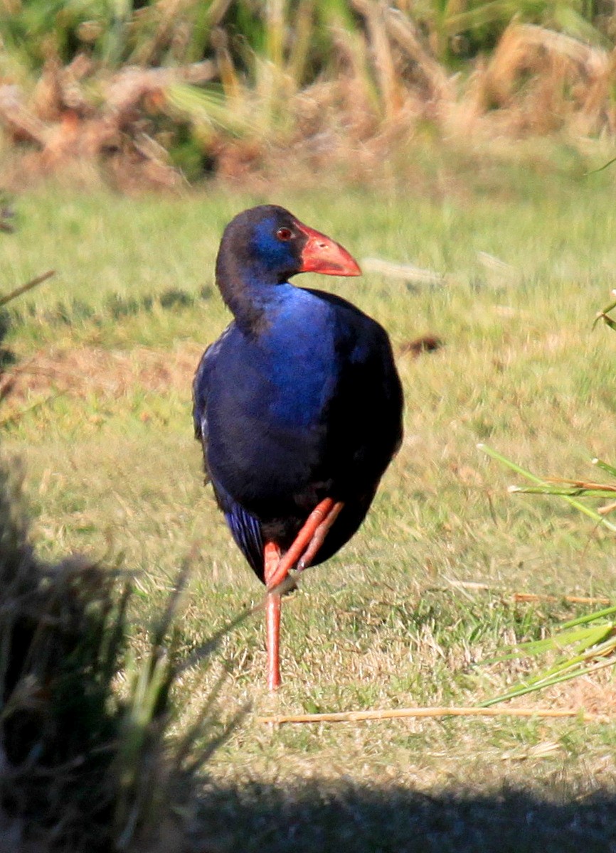 Western Swamphen - ML34837651