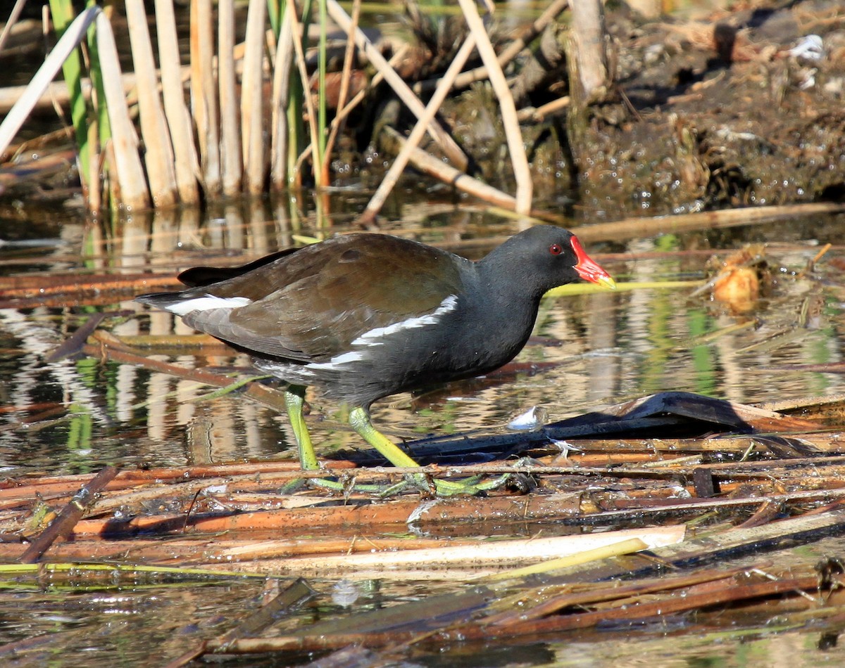 Eurasian Moorhen - ML34837671