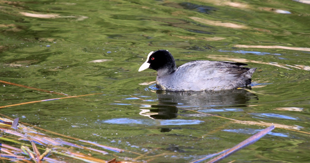 Eurasian Coot - ML34837681