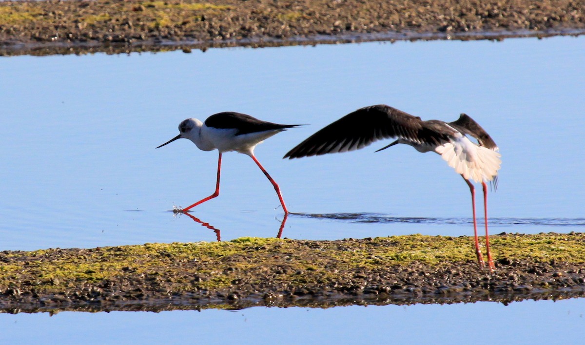 Black-winged Stilt - ML34837711