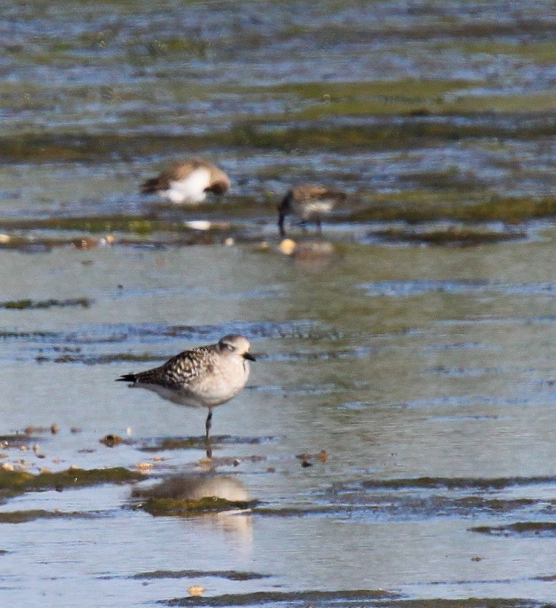 Black-bellied Plover - ML34837821