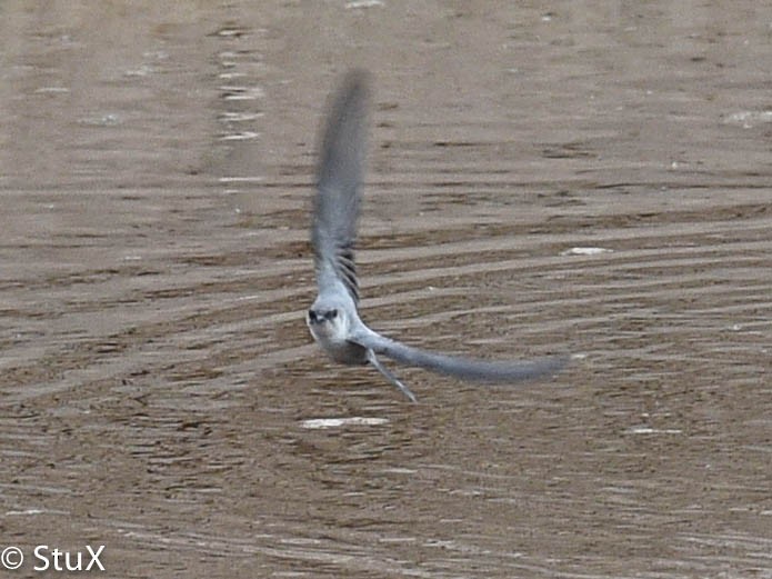 Rock Martin (Pale Crag-Martin) - ML348378291