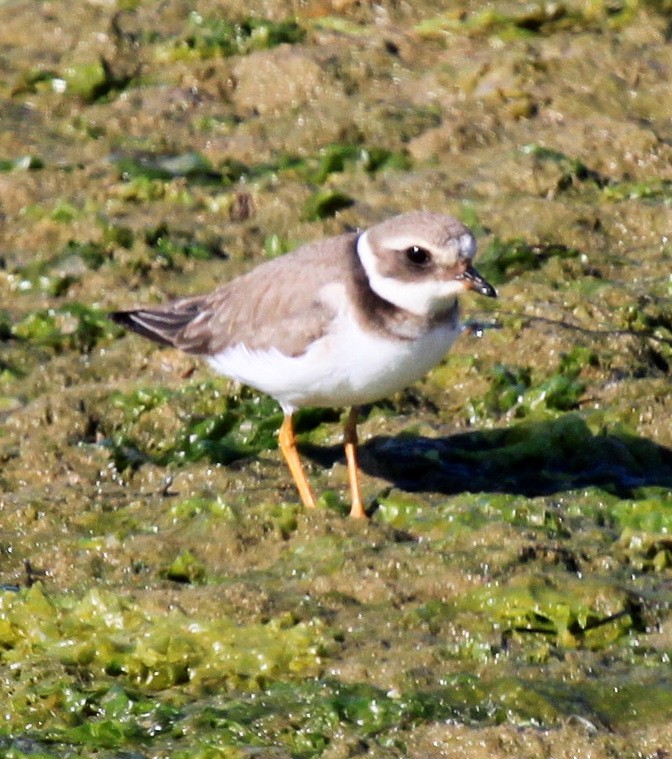 Sandregenpfeifer - ML34837861