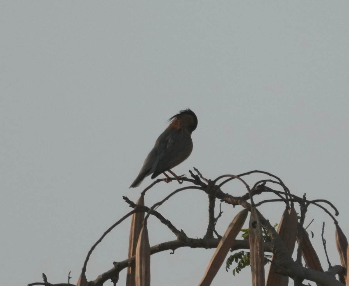 Brahminy Starling - ML348378941