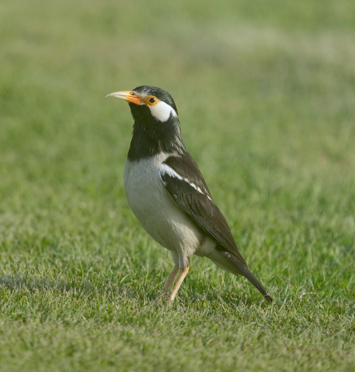 Indian Pied Starling - ML348378951