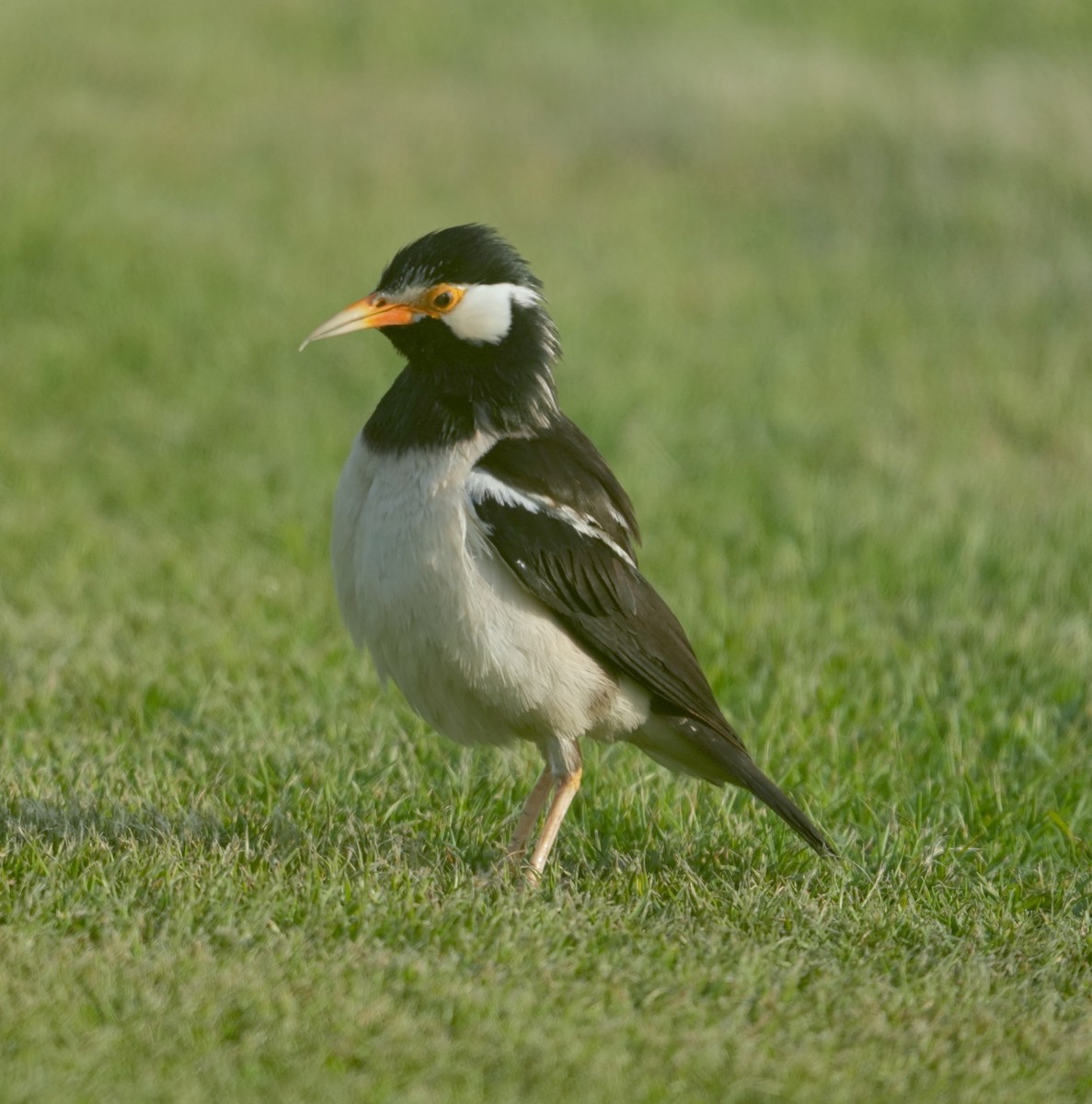 Indian Pied Starling - ML348378961