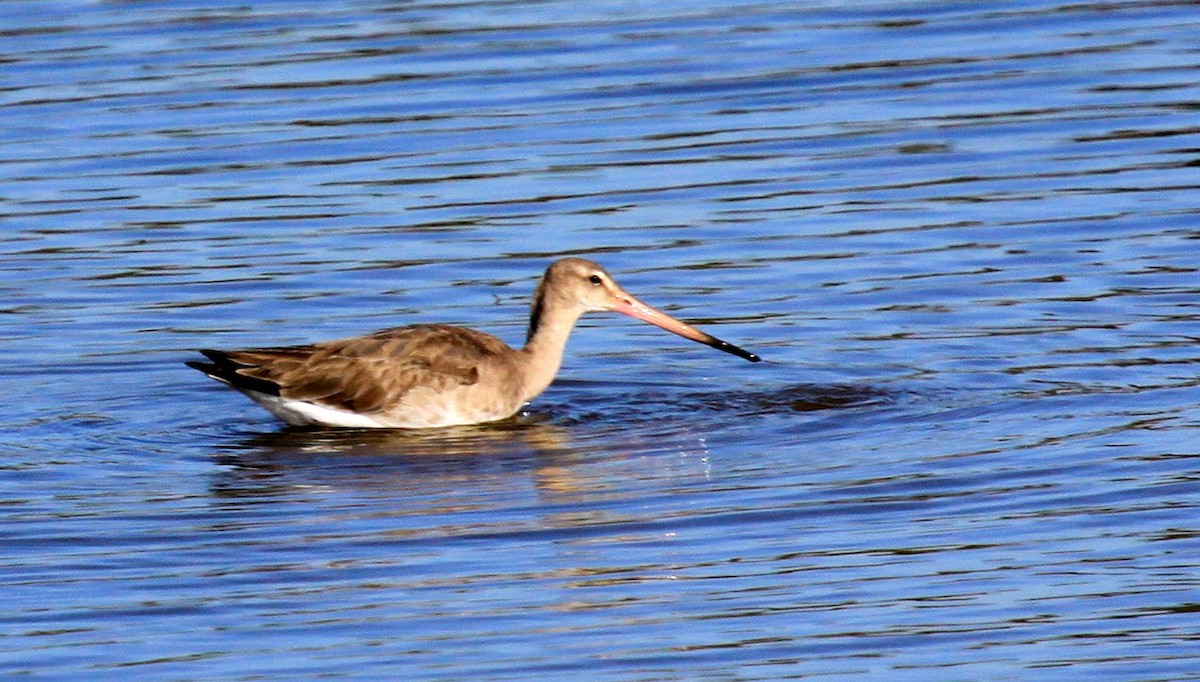 Black-tailed Godwit - Matthew Grube