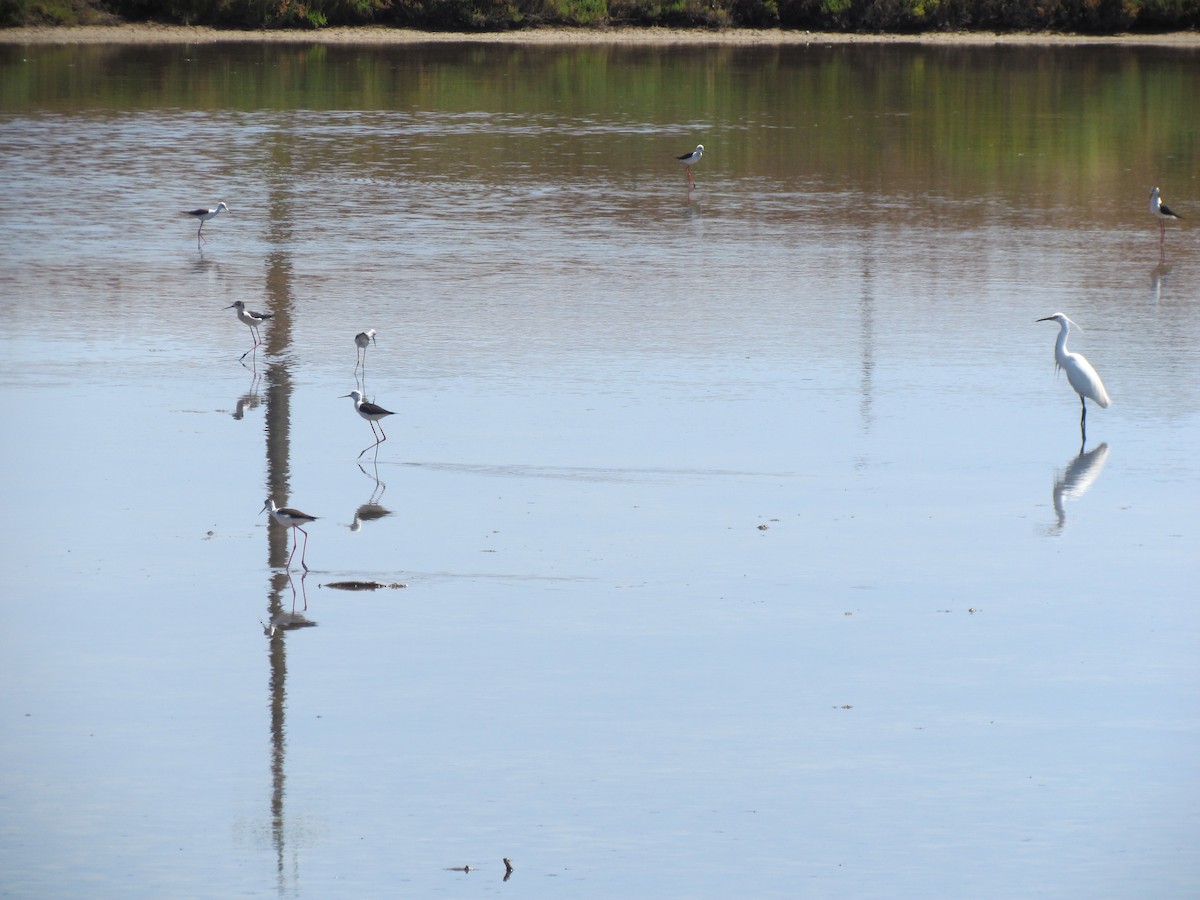 Black-winged Stilt - Guillaume Réthoré