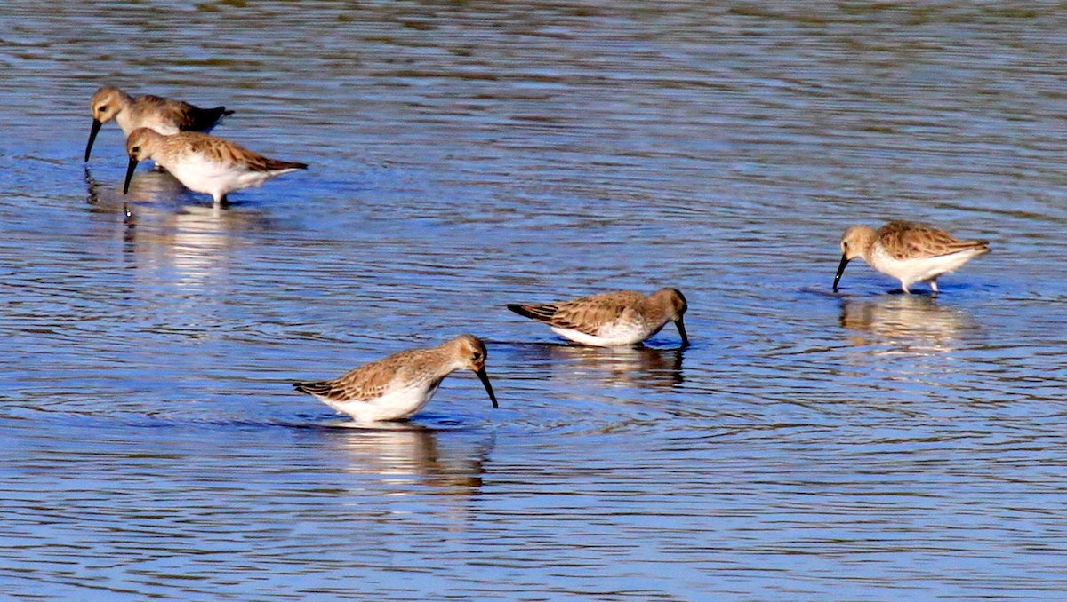 Correlimos Común - ML34838021