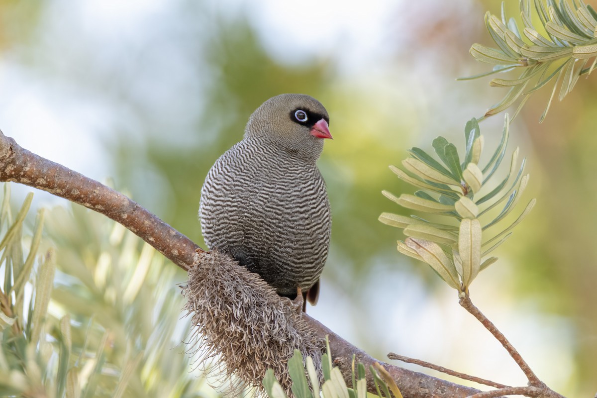 Beautiful Firetail - ML348380381