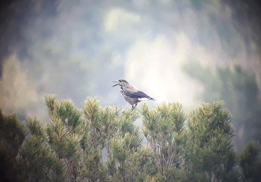 Northern Nutcracker - ML348380411
