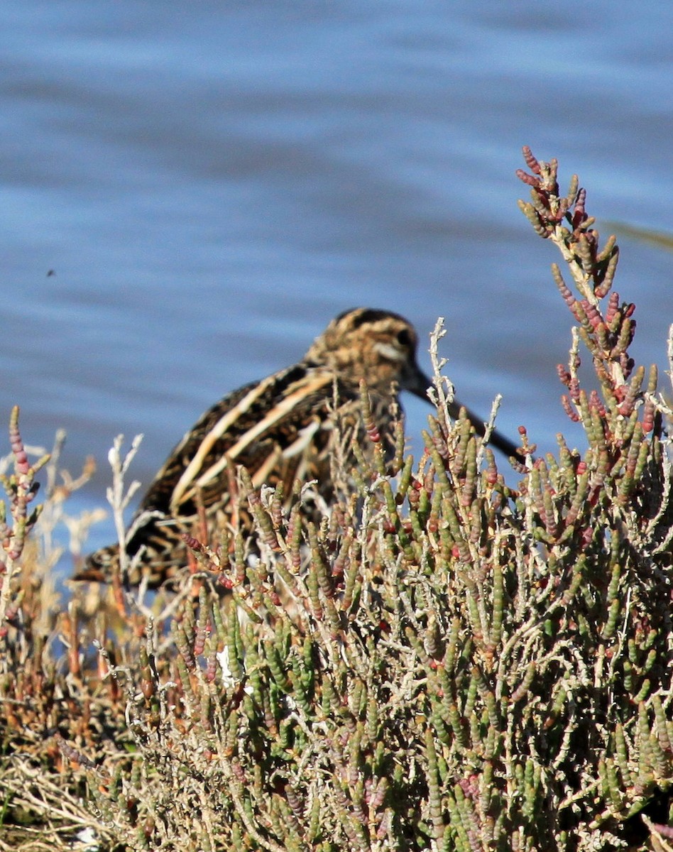 Common Snipe - ML34838051