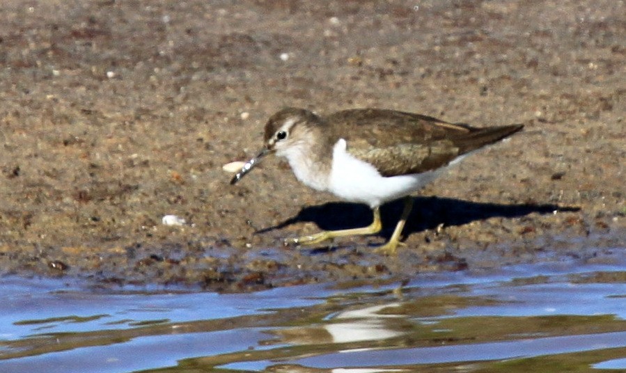 Common Sandpiper - Matthew Grube