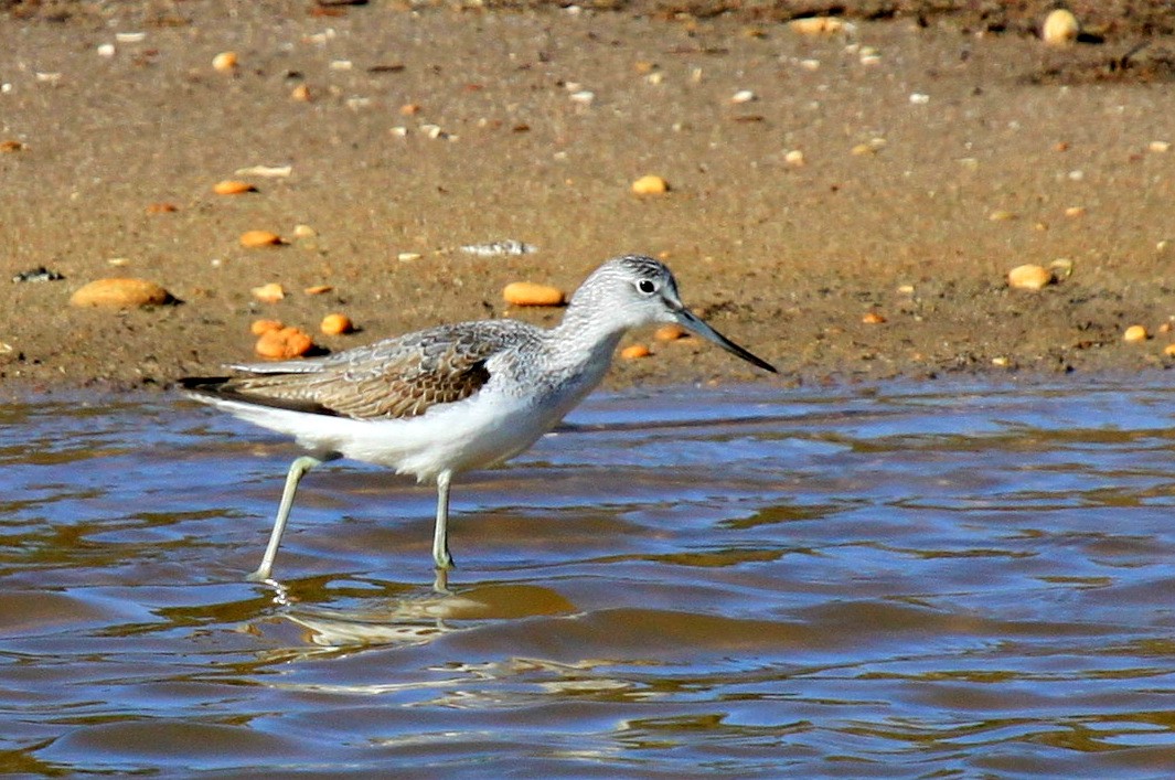 Common Greenshank - ML34838091