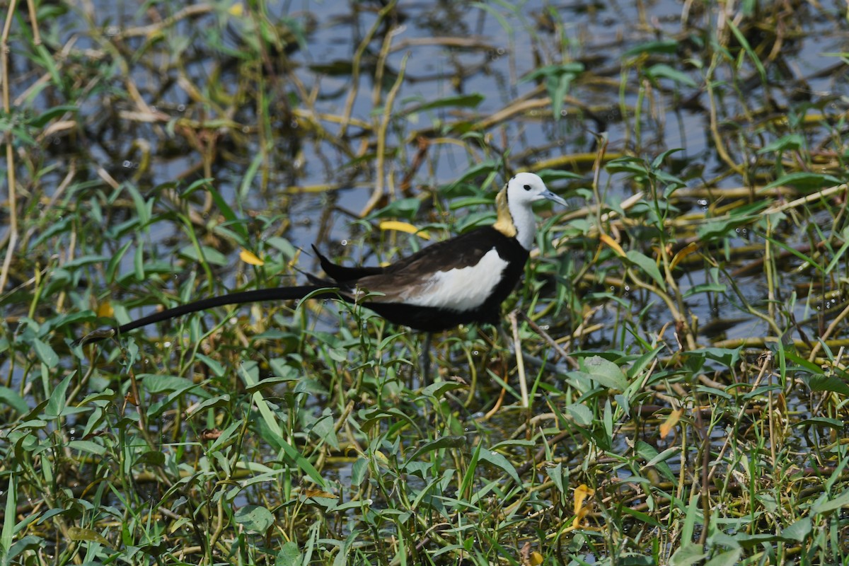 Pheasant-tailed Jacana - ML348381291