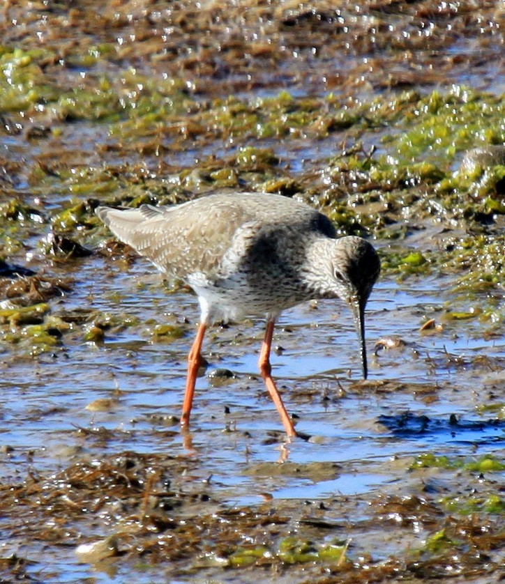 Common Redshank - ML34838131