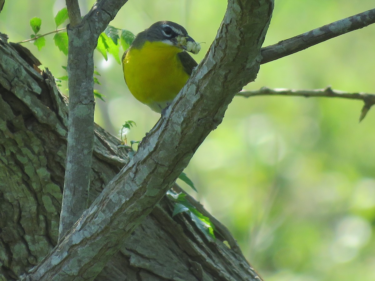 Yellow-breasted Chat - MARGUERITE LONG