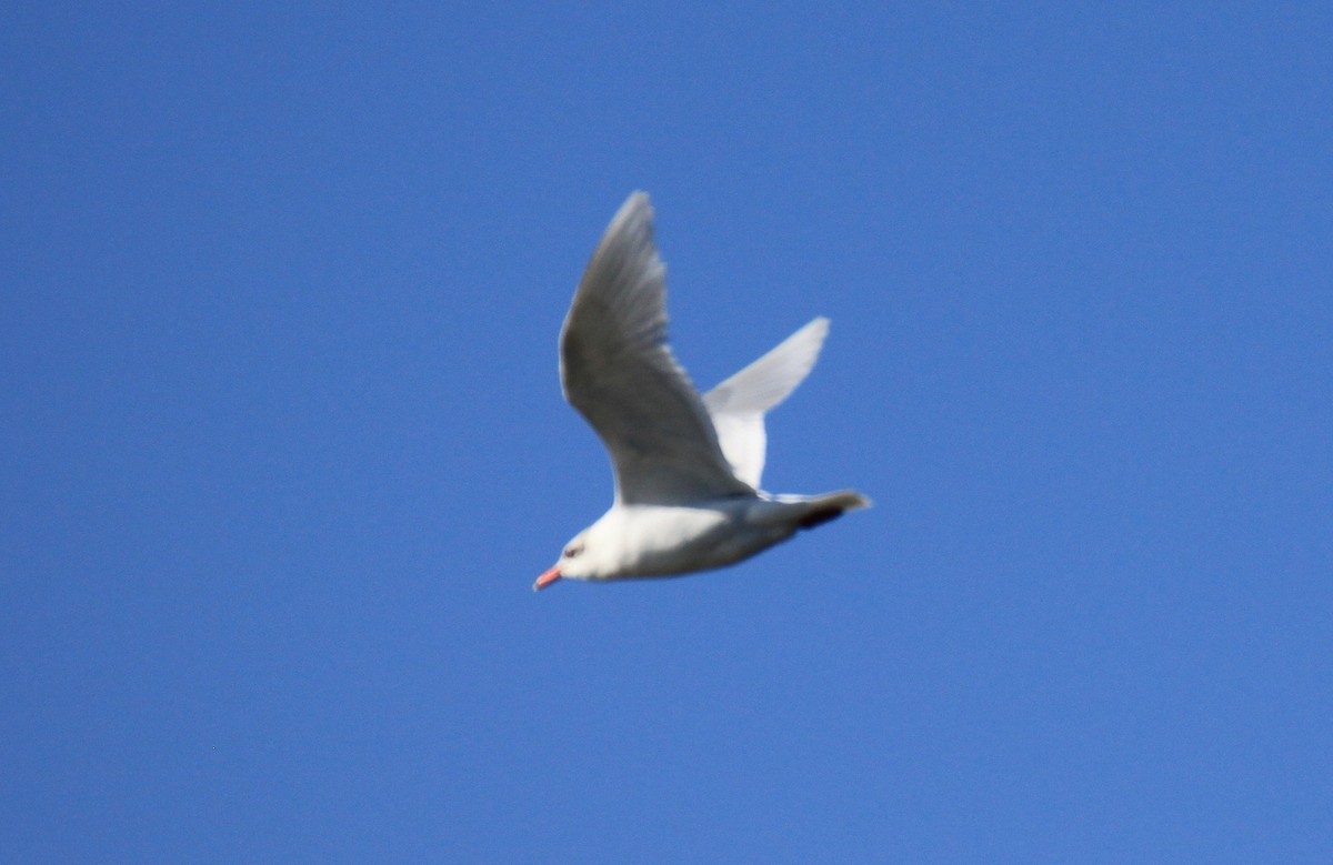 Mouette mélanocéphale - ML34838171