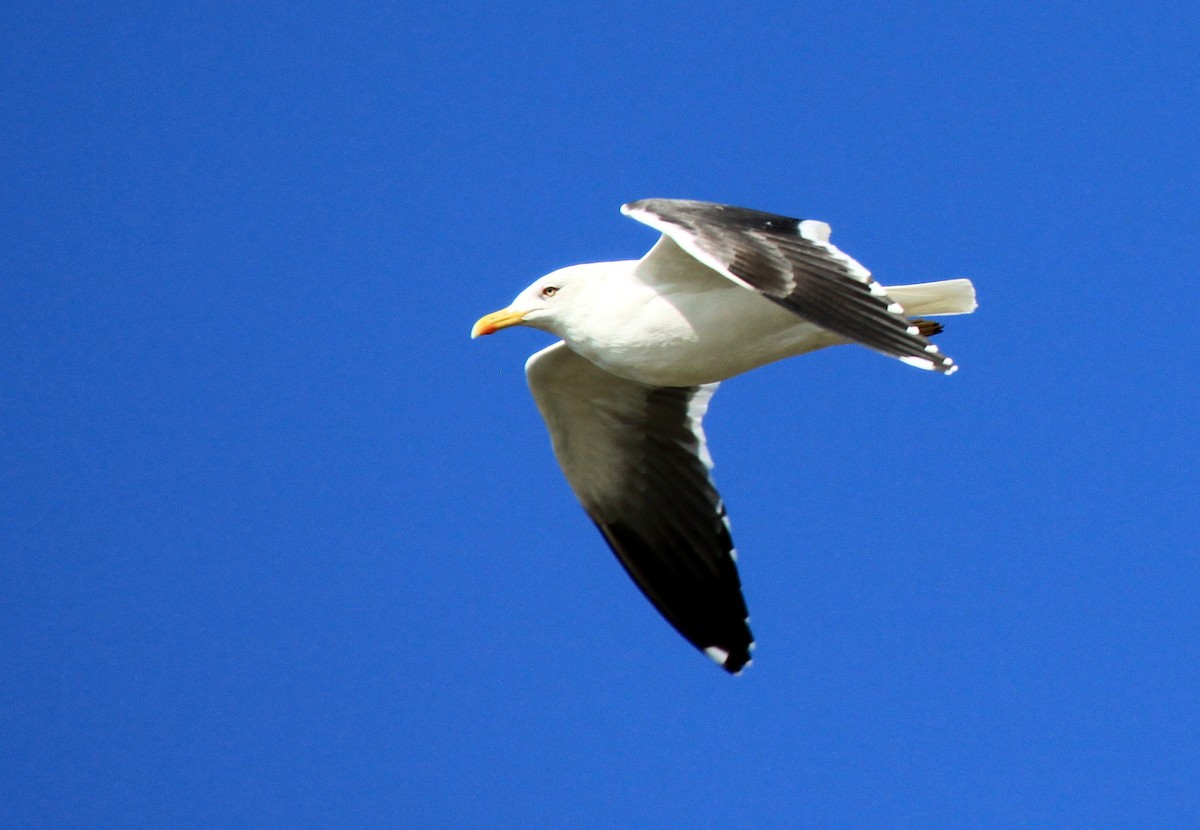 Lesser Black-backed Gull - ML34838201