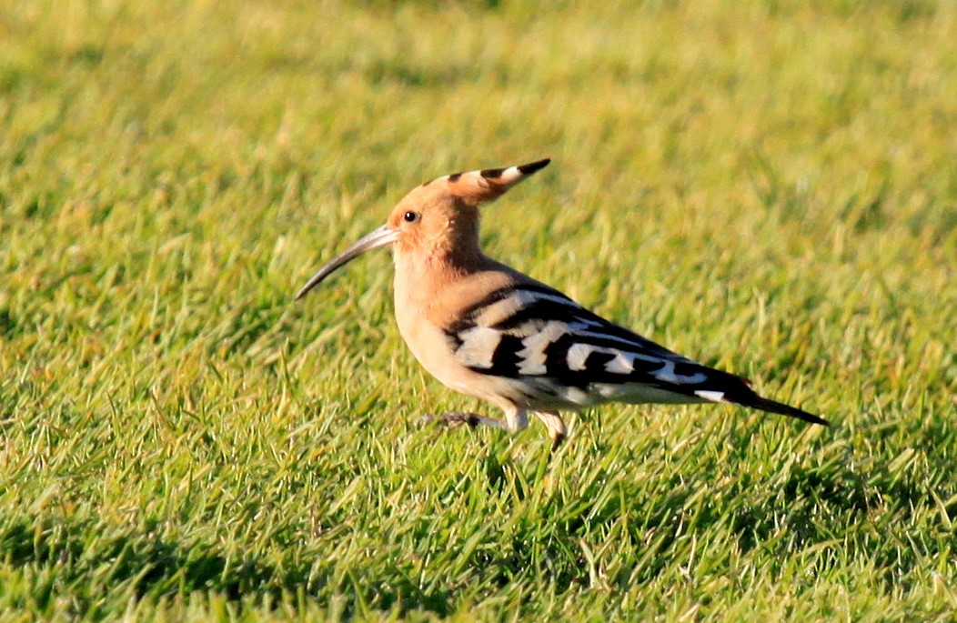 Eurasian Hoopoe - ML34838271